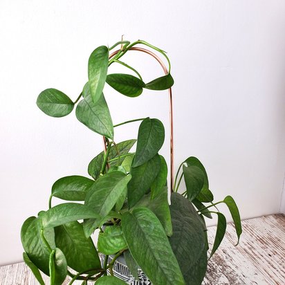 Copper plant arch trellis for houseplants, hoya support stake, house plants holiday gift ideas