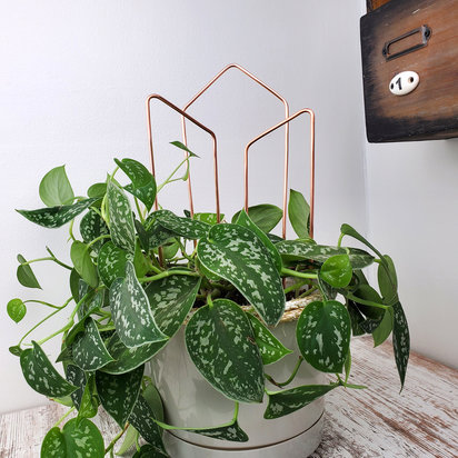 Arch trellis for indoor plants, copper houseplant plant support, plant mom gifts