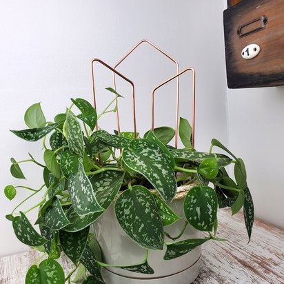 Indoor copper plant trellis, houseplant stake, modern angled geometric arch, plant mom holiday garden gifts
